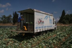 A Leket Israel truck being loaded with rescued cabbage in a field