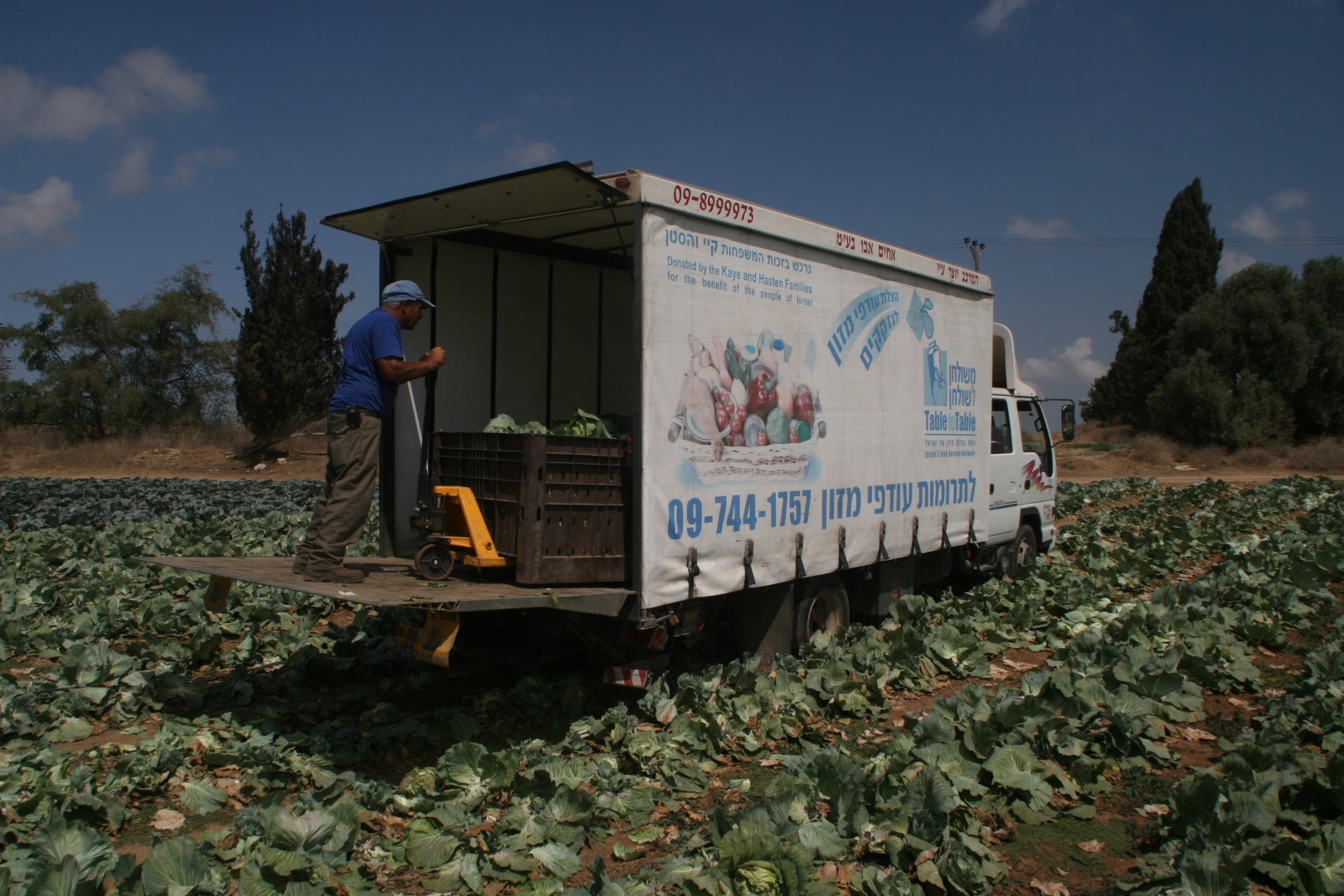 A Leket Israel truck being loaded with rescued cabbage in a field