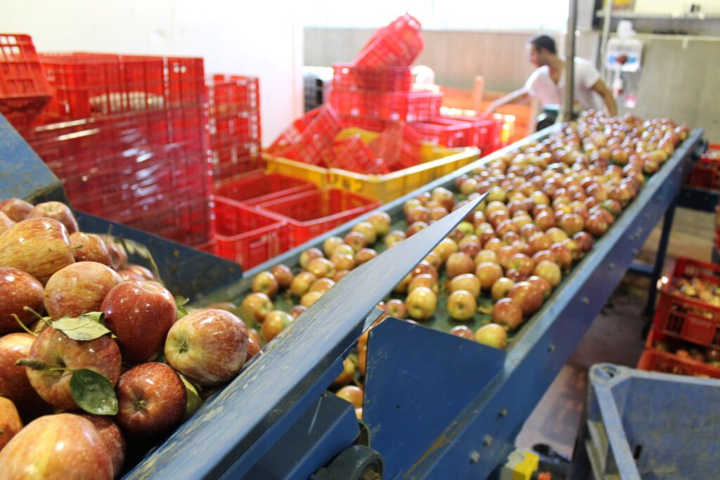 Rescued apples moving along a sorting line at a Leket packing facility