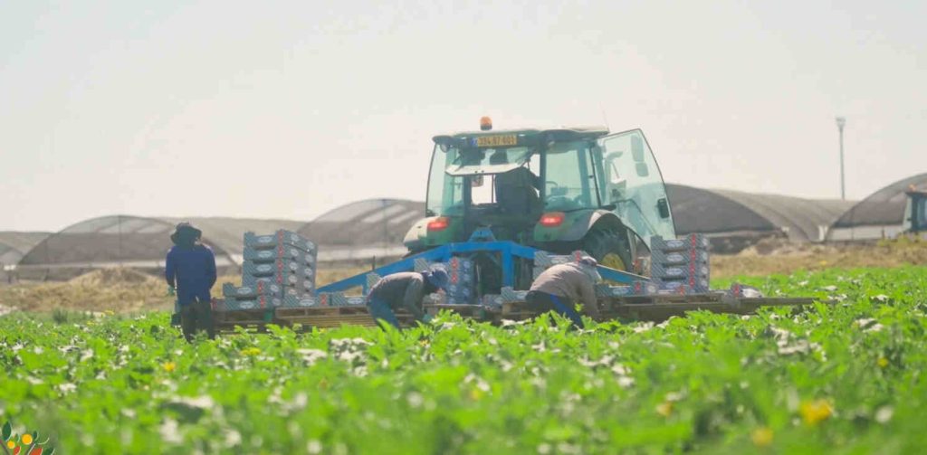 Workers loading crates of produce onto pallets behind a tractor in a field